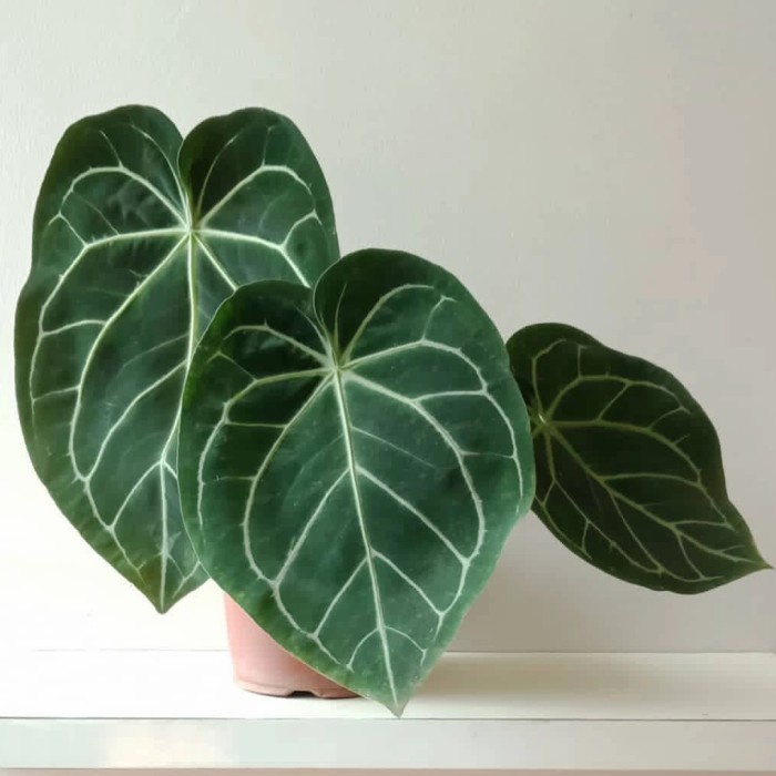 Sale Terbatas Anthurium Magnificum / Kuping Gajah Batang Kotak Size Jumbo Aman
