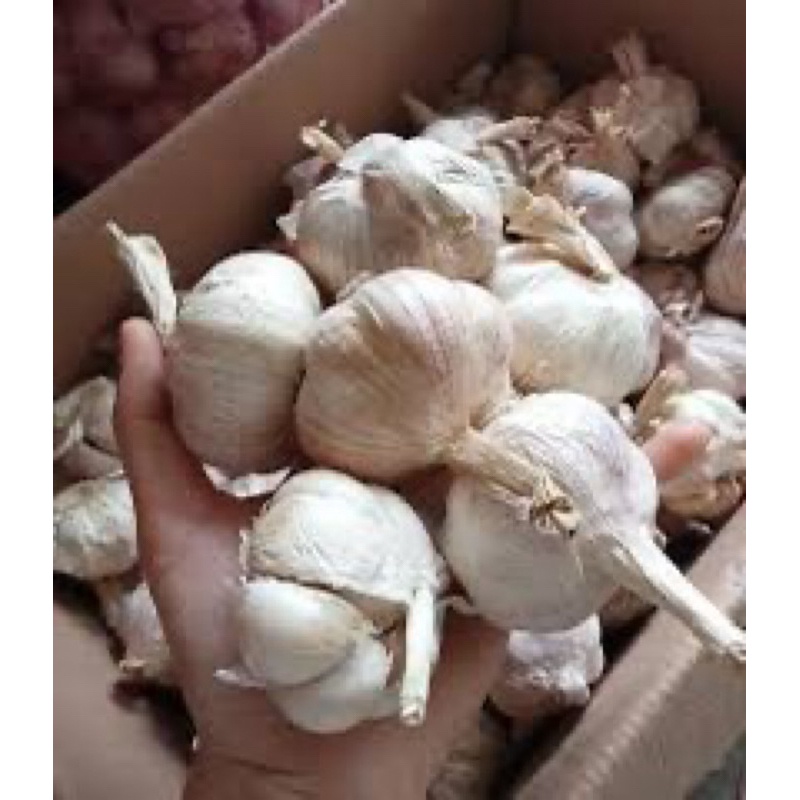 

[DAPUR EXPRESS] Bawang Putih