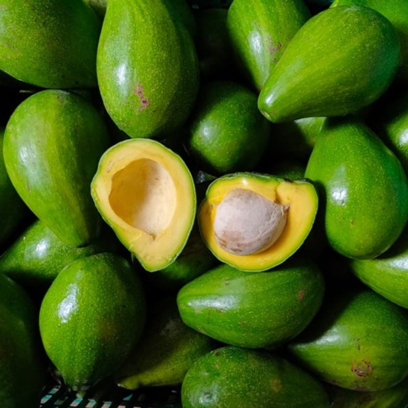 

Alpukat Mentega Jumbo Begaransi Avocadoid