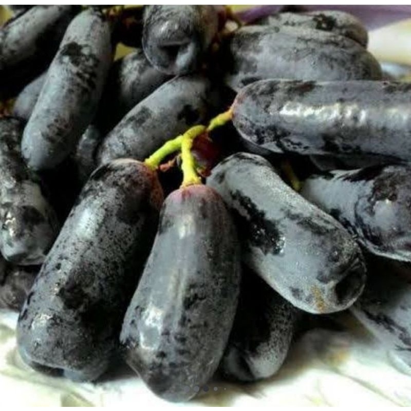 

Anggur Moondrop seedless