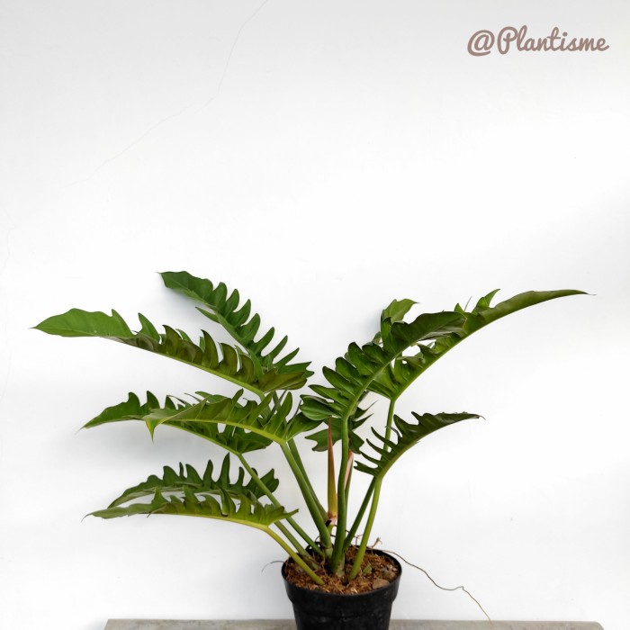 Jungle Boogie Philodendron Crocodile Plant Zig Zag Philo Buaya