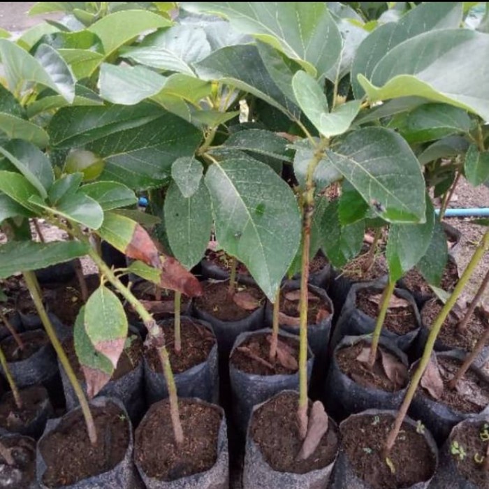 

HJK Bibit alpukat mentega okulasi