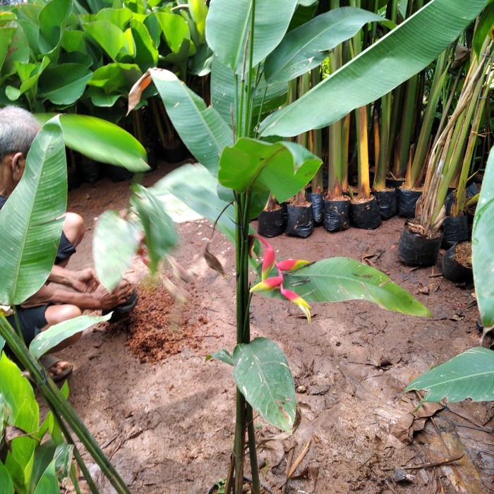 

HJK tanaman hias pisang pisangan bali