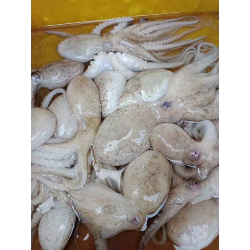 

BABY GURITA/OCTOPUS SEGAR 1KG