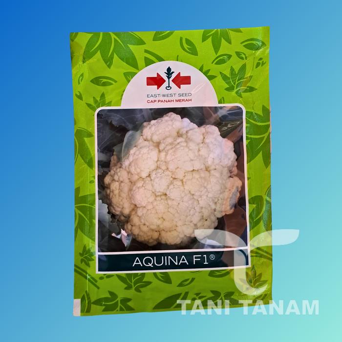 Promo Terbatas Benih Brokoli / Kembang Kol / Bunga Kol Aquina F1 Cap Panah Merah Aman