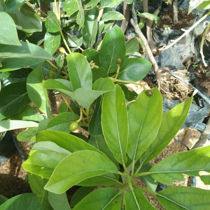 Sale Terbatas Bibit Tanaman Buah Alpukat Miki Sudah Berbunga Aman