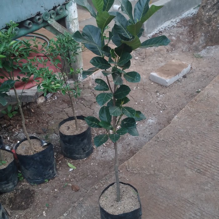 Sale Terbatas Bibit Nangka Merah Tinggi 1 Meter Okulasi Aman