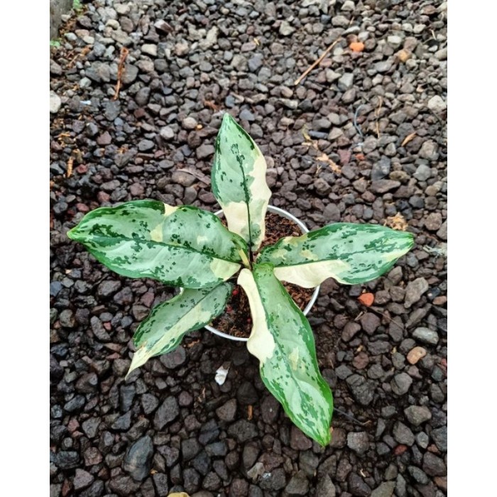 Promo Terbatas Tanaman Hias Aglonema Commutatum Variegata / Sri Rejeki Varigata Aman