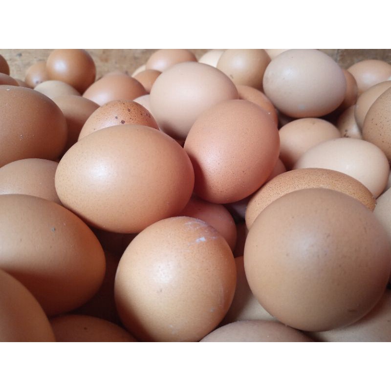 

Telur Ayam Negeri Fresh Per 1 Kg