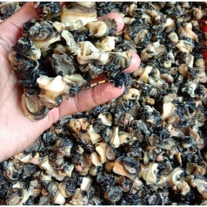 

Keong sawah kupas siap masak