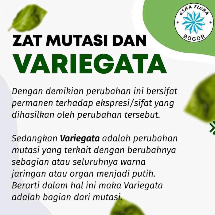 JTTOP" FORMULA GABUNGAN ZAT MUTASI DAN VARIEGATA ESHA FLORA