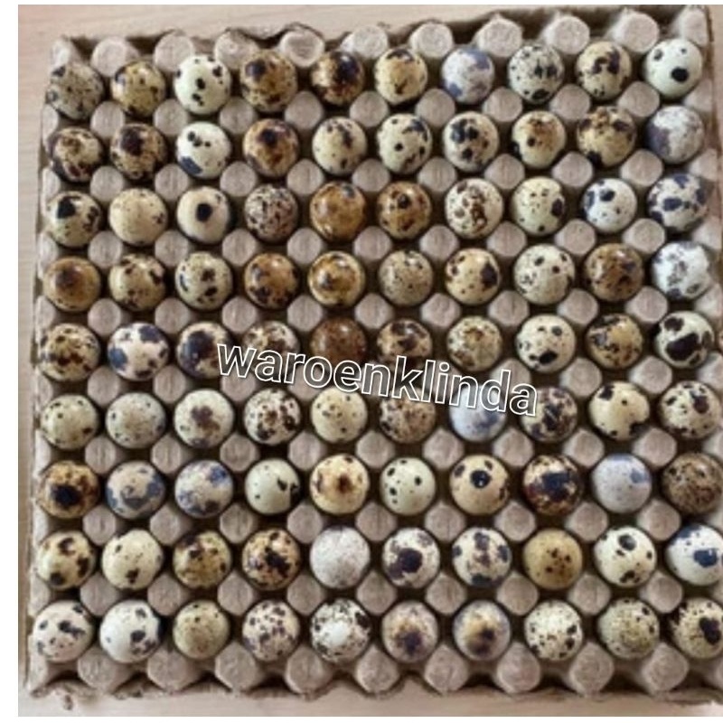 Telur puyuh segar / telor puyuh 500 gram & 1kg packing tray