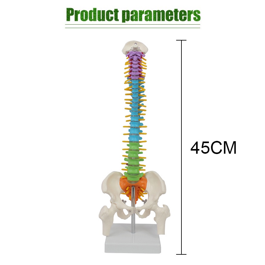 

Alat Peraga Kerangka Model Manekin Tulang Belakang Manusia / Anatomi Kerangka Tulang Belakang