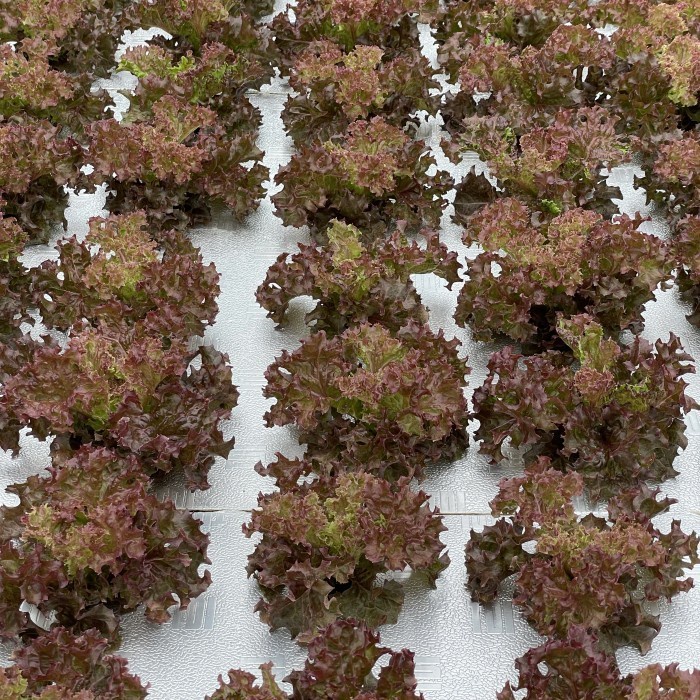 

(Good) Selada Merah lollored lolorosa lollorosa Segar Hidroponik