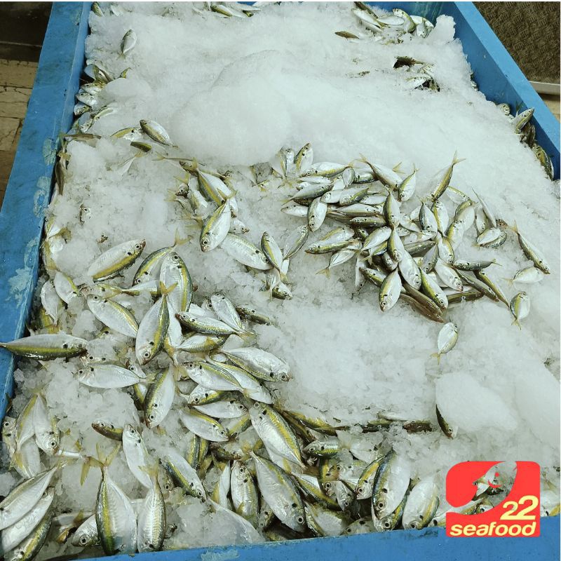 

Ikan Selar 1 Kg / Seafood 22