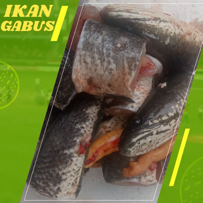 

IKAN GABUS HIDUP 1KG ISI 5/6
