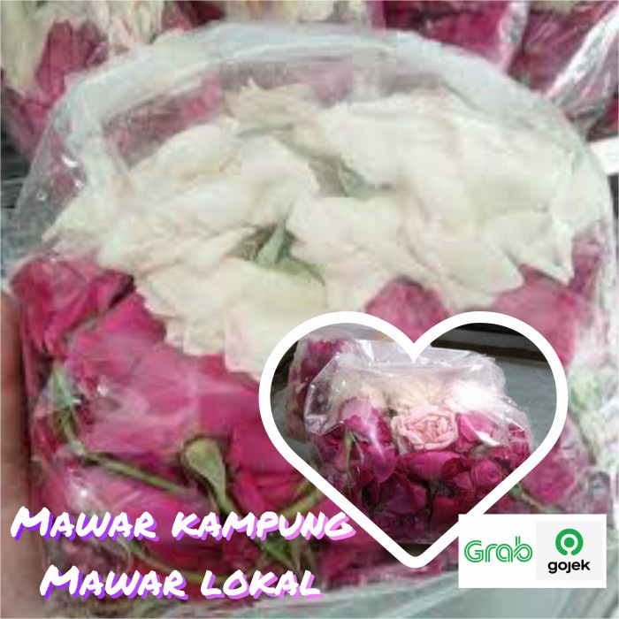 BUNGA MAWAR WANGI MAWAR TABUR KAMPUNG MAWAR PINK HARUM SEGAR