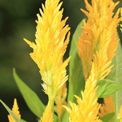 TANAMAN CELOSIA / JENGGER AYAM