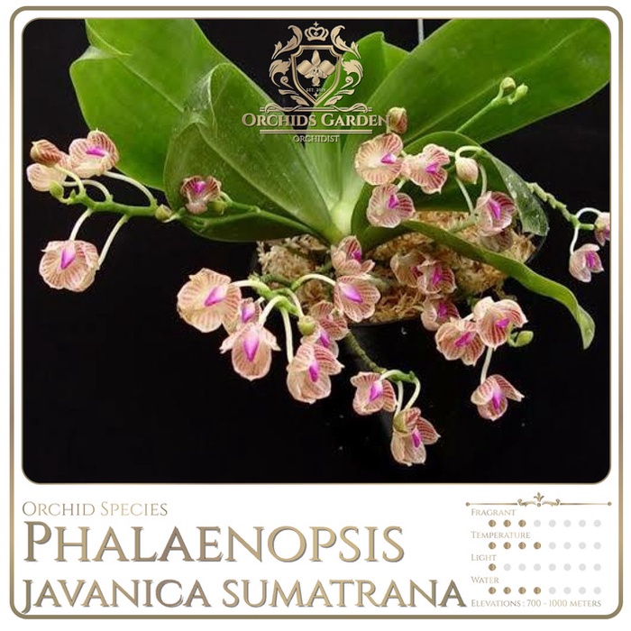 ORCHIDSGARDEN PHALAENOPSIS JAVANICA SUMATRANA ANGGREK LANGKA SPESIES