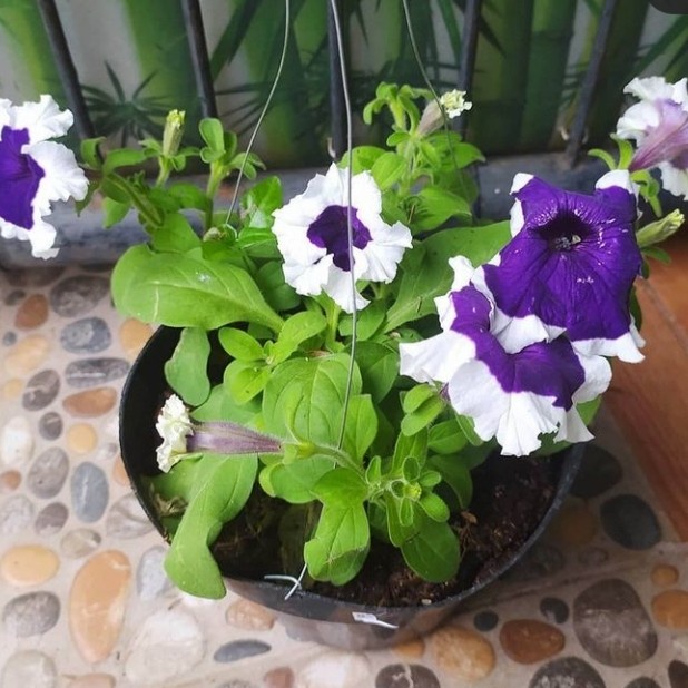 TANAMAN HIAS GANTUNG PETUNIA WARNA WARNI / BUNGA PETUNIA GANTUNG