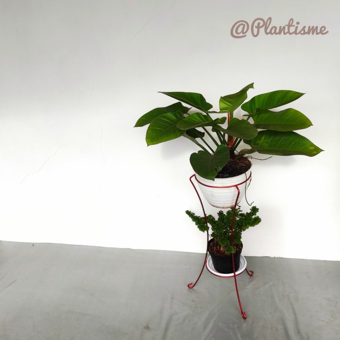 GoGreen Star (D.40 T.30 - T.100)cm - Rak Diamond Standing Pot Tanaman Besar Berat