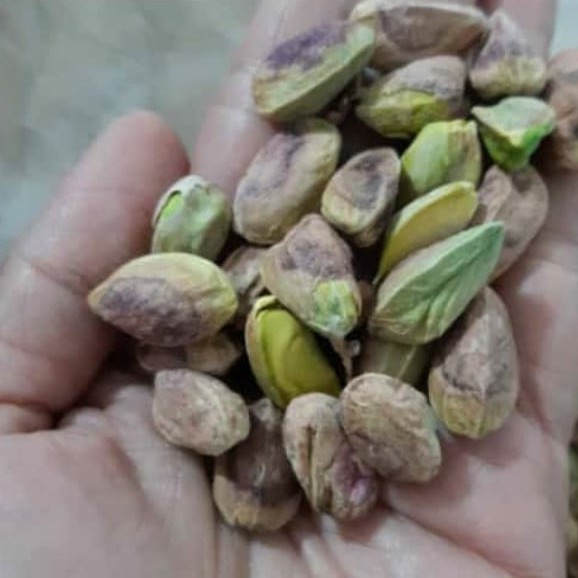 

Kacang Pistachio Kupas Panggang 1Kg / 500Gr / 250Gr / 100Gr Terbaru