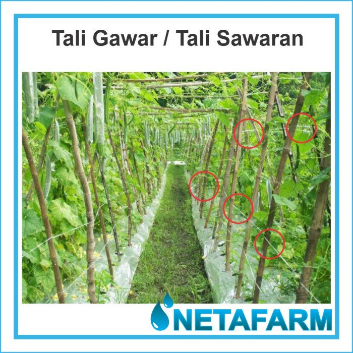 

[BestSeller] Tali Gawar / Tali Salaran Untuk Tanaman Pertanian ( Per 1 Roll )