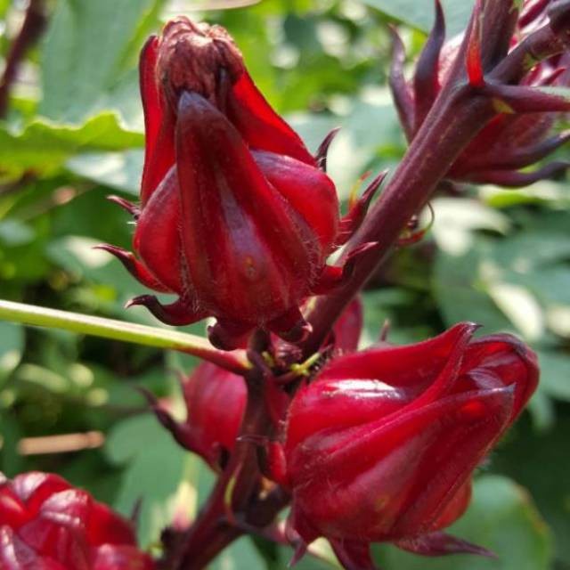 [BestSeller] 20 Biji - Benih Rosella MERAH dan Rosella UNGU, bunga lebat, mudah ditanam