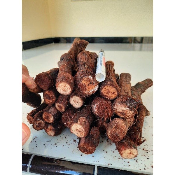 [BestSeller] Cutting Anggur SUper Besar KALUS