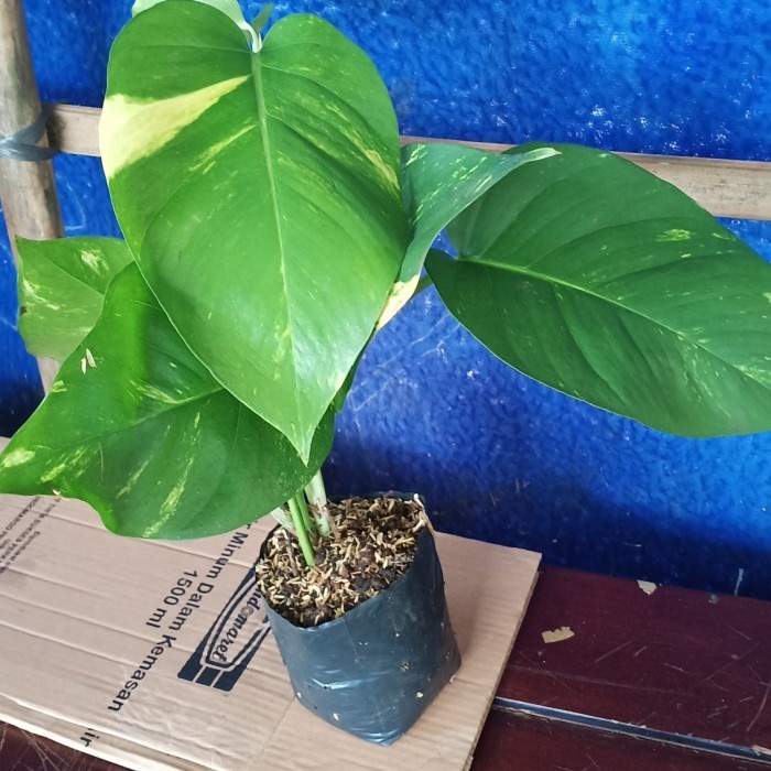 [BestSeller] Tanaman Sirih Gading Daun Besar - Sirih Gading Jumbo