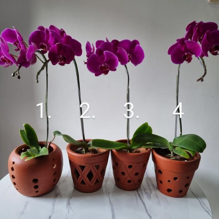 Pot untuk anggrek memiliki beberapa karakteristik khusus yang mendukung kebutuhan unik tanaman