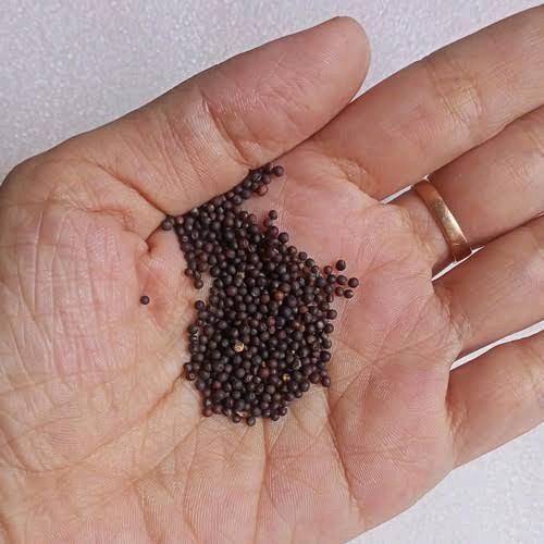 (KEMASAN PREMIUM) BENIH TANAMAN SAWI PUTIH WHITE PAKCOY IMPORT