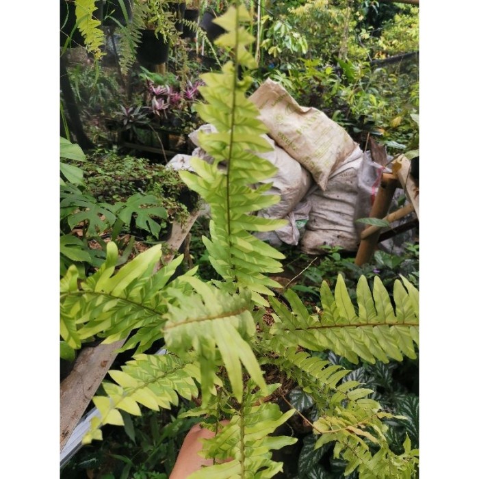 pakis hias kelabang varigata / pakis paku variegata