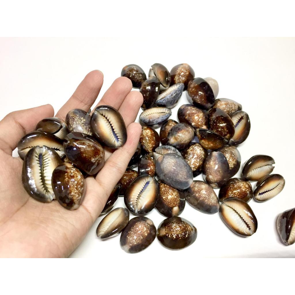 {{ Kewuk Batik Hitam 1Kg/Kerang Kewuk Beklen/Kewuk Congklak/Kewuk Kerang Besar Ready }}