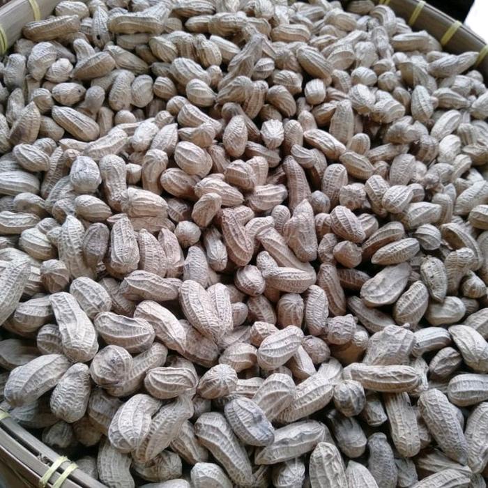 

KACANG SANGRAI BENDO 5 KG