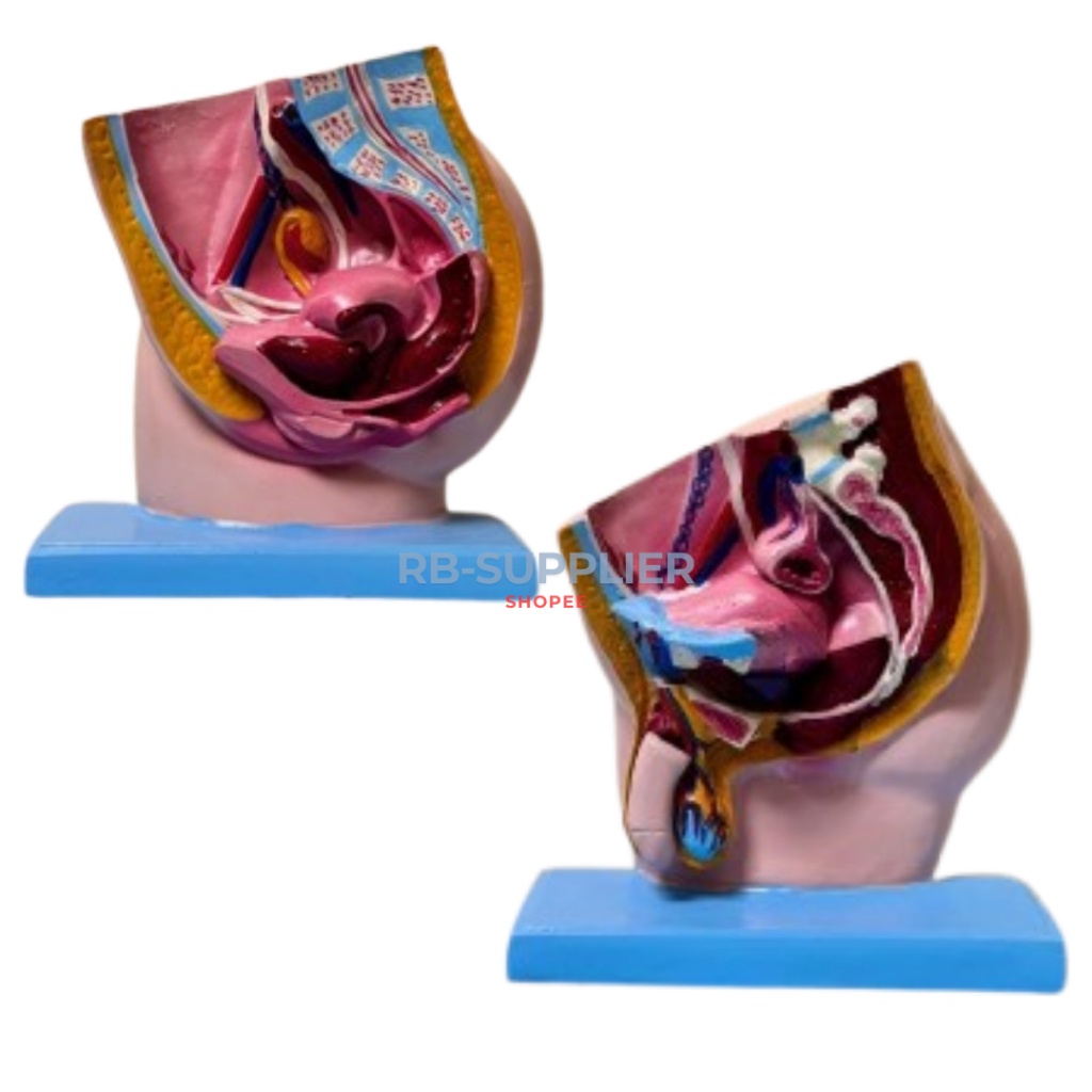 

Manekin Model Reproduksi Pria-Alat Peraga Pendidikan Anatomi Panggul Organ Pria-Manekin Edukasi