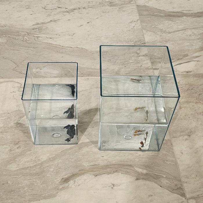 JTTOP" SOLITER IKAN CUPANG 4L - JURAGAN TOPLES PERSEGI PANJANG RANDOM