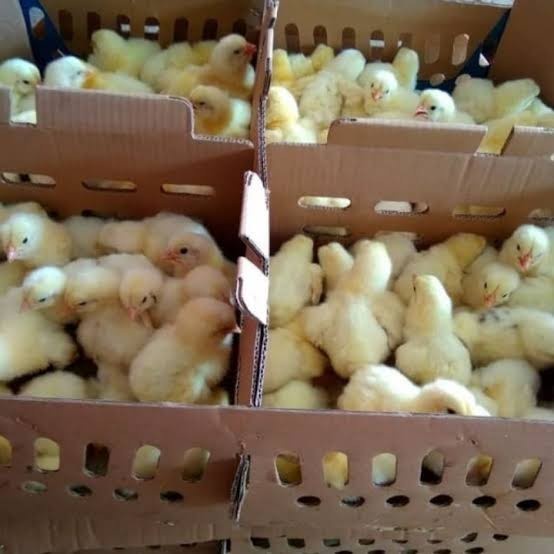 Doc Ayam Negri - Anak Ayam Pejantan 1 Box Termurah