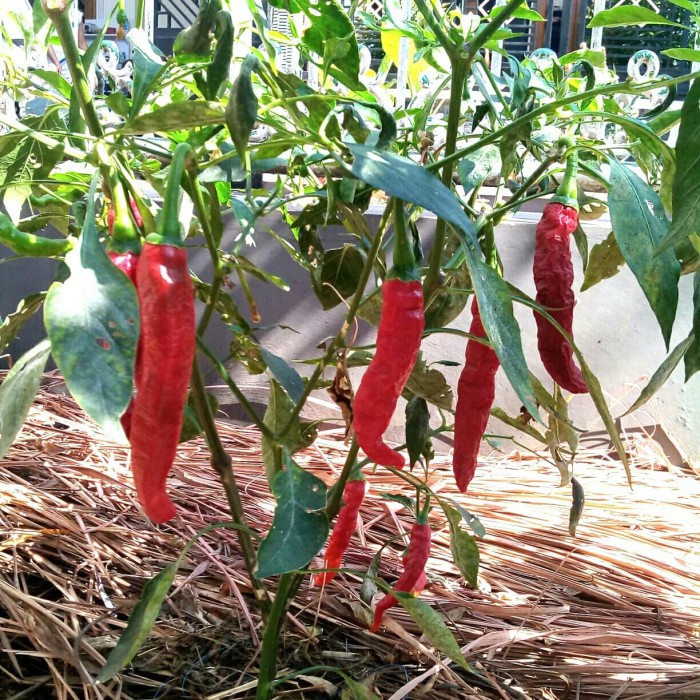 benih bibit cabe besar tanjung 50 butir benih