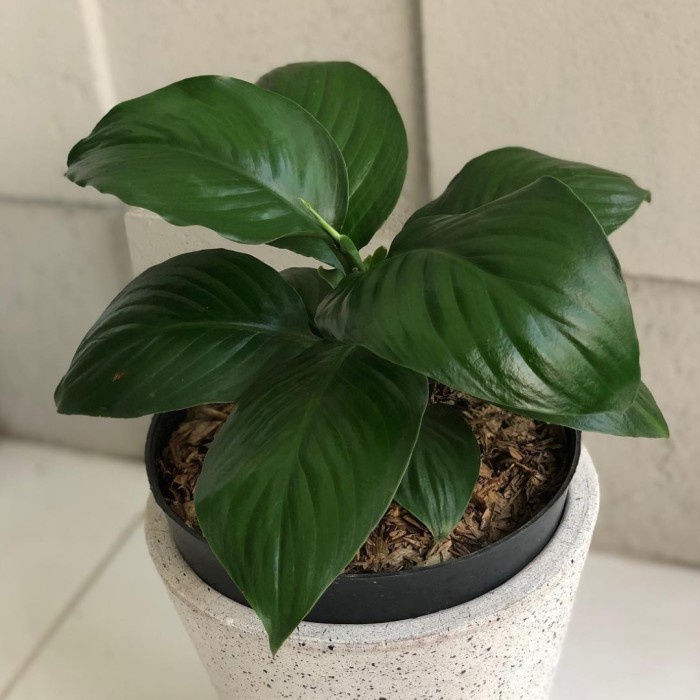 TANAMAN HIAS MANALOA KING WOOD / SEPATU FILM BANGKOK / INC POT TAWON