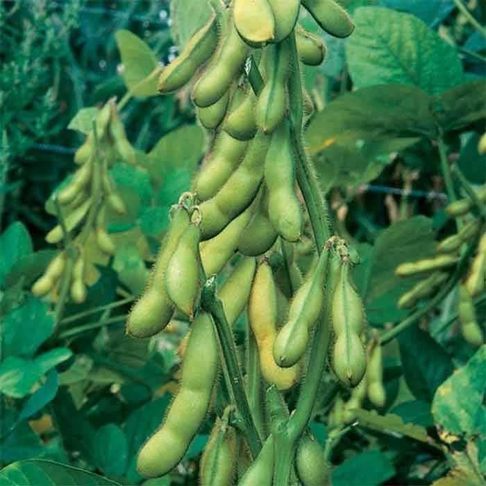 

Promo Benih / Bibit - Kacang Edamame Kedelai Jepang 500Gr, Sekitar 1250 Biji Tbk