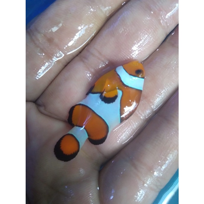 Ikan Hias Laut NEMO / Badut / Clownfish Size S