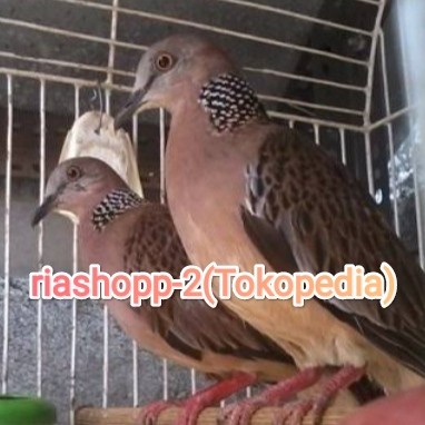 burung tekukur Dewasa sepasang siap produksi
