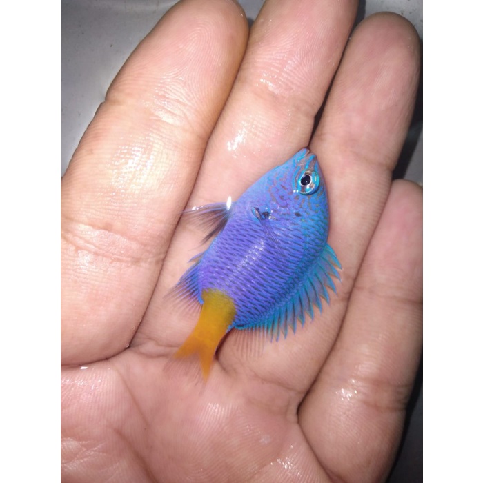 Betok BLUE STAR - Ikan Hias Laut / Marine Fish Tank