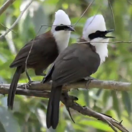 burung poksay haji jambul Sumatra original sepasang siap produksi