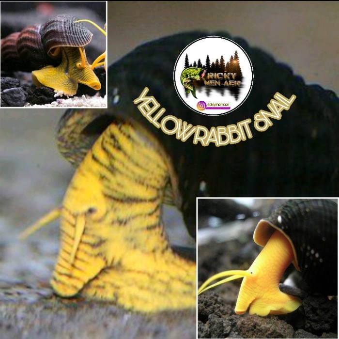 YELLOW RABBIT SNAIL KEONG SULAWESI