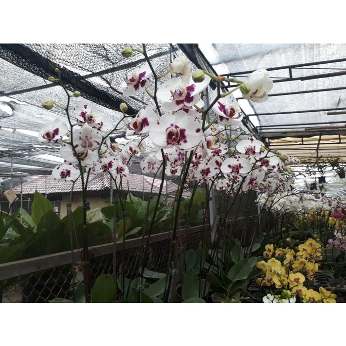 party-  Anggrek Bulan Bunga Besar warna Putih Lidah dan totol merah