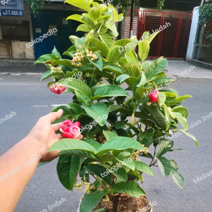 BARANG TERLARIS POHON JAMBU AIR KANCING MERAH BESAR, TANAMAN BUAH JAMBU AIR KANCING PACKING AMAN