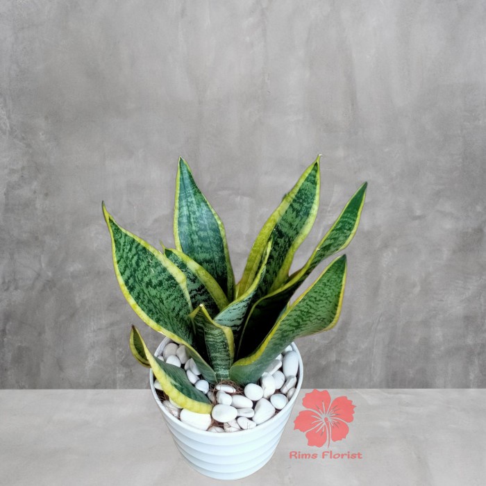 PROMO TANAMAN SANSIVERA SUPERBA/SANSIVERA/SENSIVERA/LIDAH MERTUA PENDEK PACKING AMAN