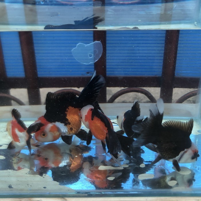 Ikan Mas Koki Oranda Panda 3 Color / Panda 3c Super Quality